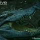 Illustration for article titled Sunday Crocodilian - Crocodylus siamensis Edition